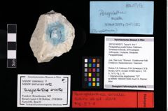 NHMW-GEO-2007z0149-0072_Ol_03.tifParagalathea arcella (Robins, Feldmann, Schweitzer & Bonde, 2016)  (NHMW-GEO-2007z0149-0072)